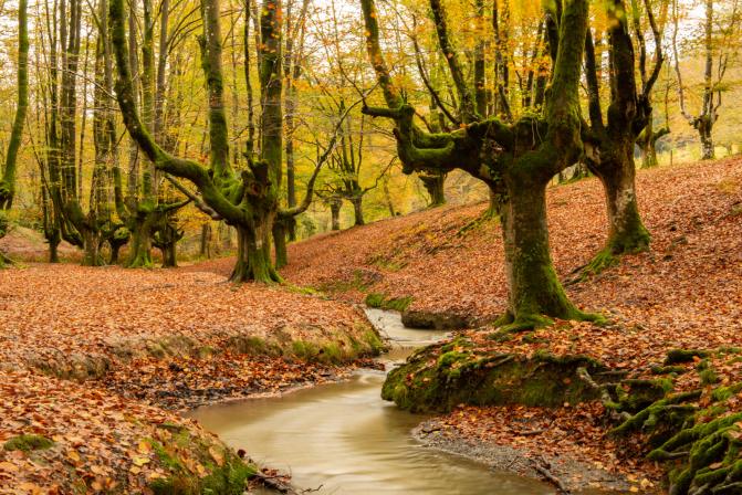 Otzarreta forest in autumn, Gorbeia Natural Park.
